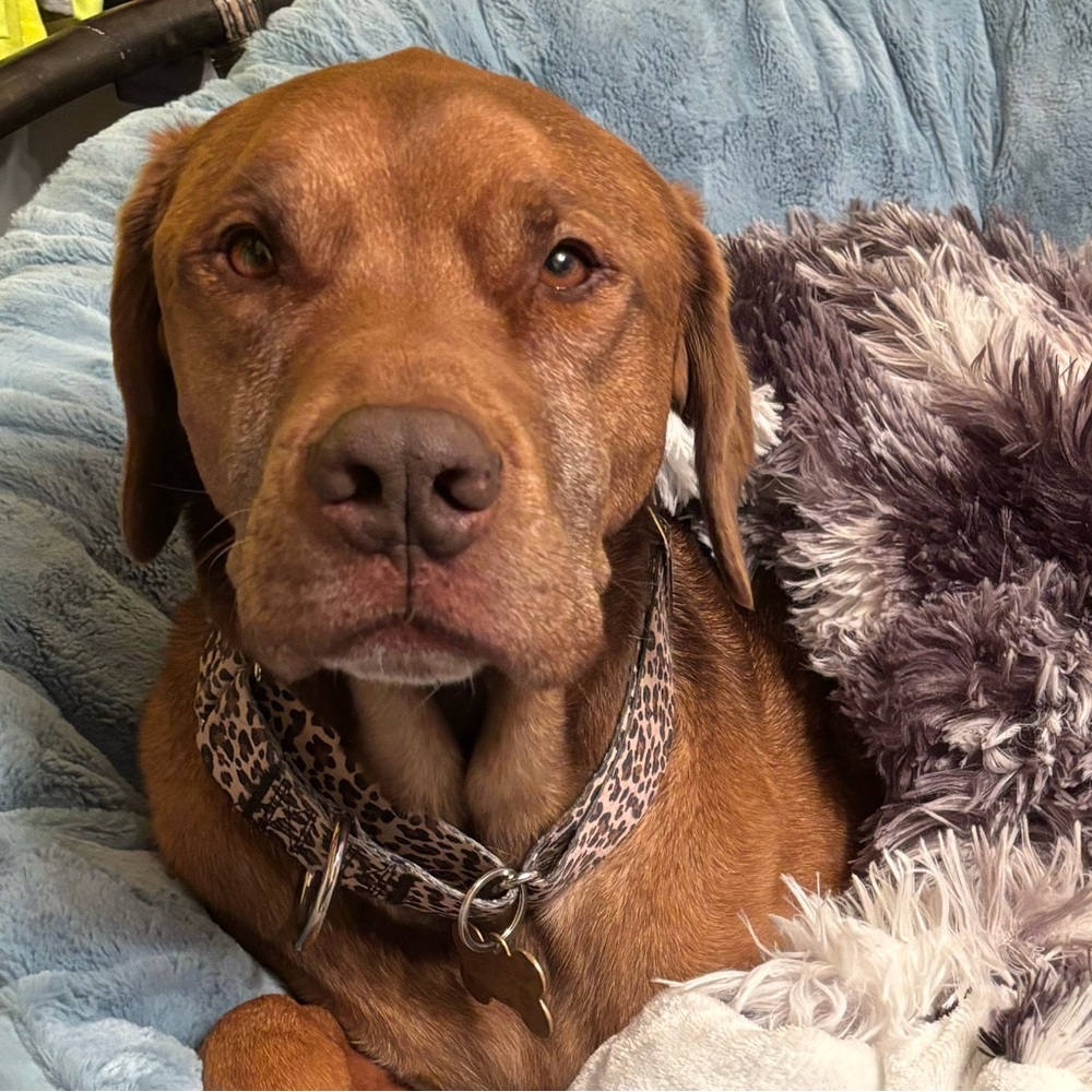 Meet your Posher, Krystal